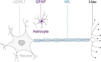 Plasma Markers of Neurodegeneration Are Raised in Friedreich’s Ataxia